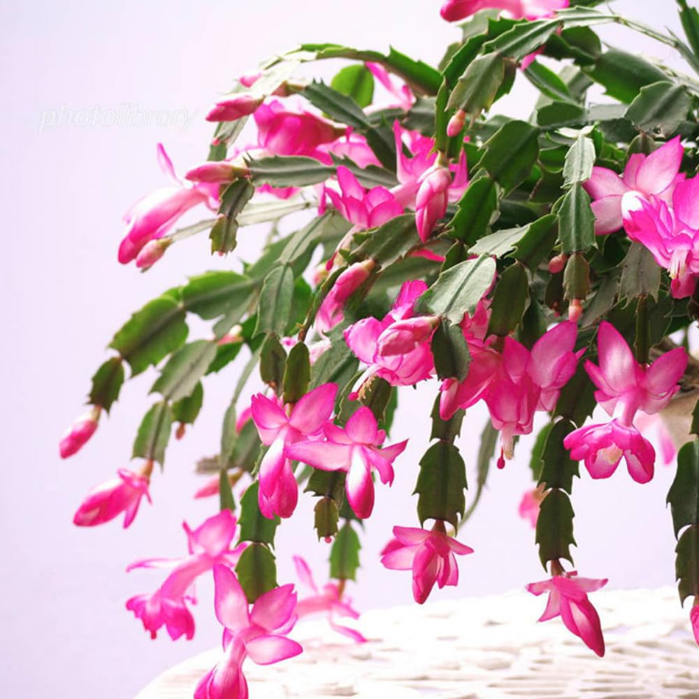 Christmas Cactus Plant, Thanksgiving Cactus in 4” Pot, Colorful Holiday Blooms, Indoor Gardens Growing (Pink Christmas Cactus)