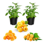 Pack 4 Raspberry Bushes Live Plants, No Pot, Everbearing Red Raspberry Plants Live for Planting, 5-9 Inc in Tall, Zones 4-8 Cold Hardy (Yellow Fall Gold)