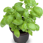 Set 2 Basil Live Plants, 4 to 5 Inc Long, Live Basil Plant, Herb Plants Live Outside Inside