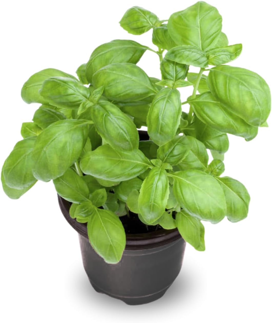 Set 2 Basil Live Plants, 4 to 5 Inc Long, Live Basil Plant, Herb Plants Live Outside Inside