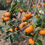American Persimmon Tree Live Plant, 9 Months Old Seedling, Dormant in Winter, Well-Rooted, Cold Hardy, 6-12" in Tall