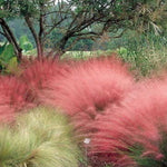 Set 2 Grass Plants Live for Planting, 5-9 Inch Tall, Ornamental Grasses Live Plants Perennial Grass, Well-Rooted (Ruby Muhly Grass)