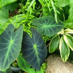 Colocasia Esculenta, Colocasia Live Plant, Elephant Ears Live Plant, Esculenta Taro Live Houseplant, 5-8 Inc Tall, No Pot (Rare Colocasia)