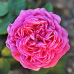 Rose Bush Live Plant, 5-9 Inch Tall, Fragrant Rose Flowers Tree, Well-Rooted Ready to Plant Outdoor Indoor (Red Pink Rose)
