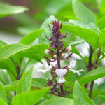15 Basil Live Plants, Green Basil Plants Live for Planting, from 5 Inches Tall
