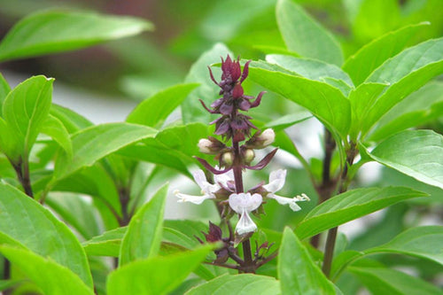 15 Basil Live Plants, Green Basil Plants Live for Planting, from 5 Inches Tall