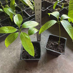 Yellow Mango Trees Live Plants, 5-12 Inches in Pot, Well Rooted Sweet Mango Tree for Planting