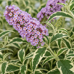 AVERAR 6 Months Old Variegated Butterfly Bush Live Plant, Butterfly Bushes Ready to Plant Outdoor, Buddleia Plant Bush Shrub 5-7 Inches Tall, No Pot, Color Purple or Light Purple