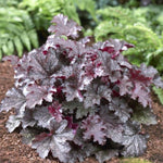2 Heuchera Live Plants, Coral Bells Heuchera Perennials for Outdoor Garden, Shade Border, Containers, 4-6” Tall Well-Rooted (Black Heuchera)