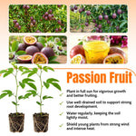 High Yield Passionfruit Plant Live 4-7 Inches Tall, Tropical Passion Fruit Vine for Garden, Patio Containers and Indoor Growing