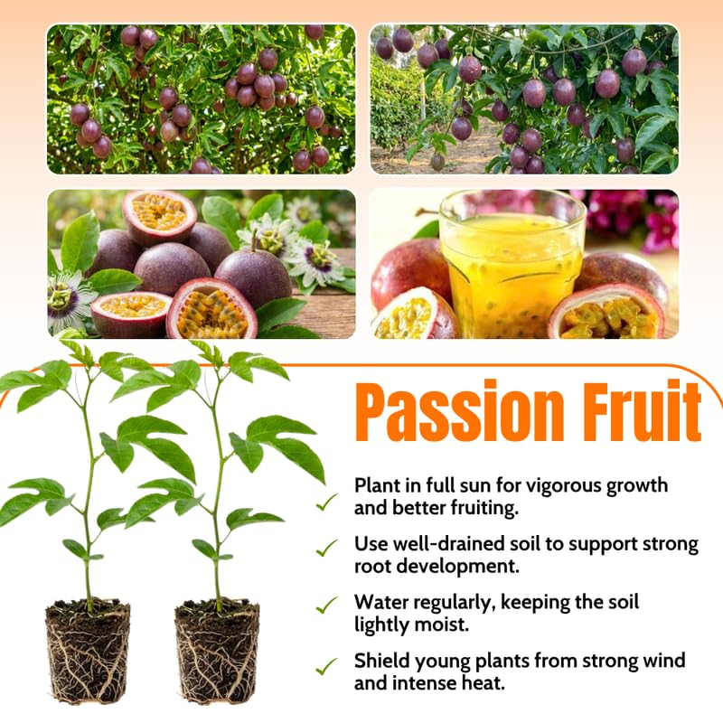 High Yield Passionfruit Plant Live 4-7 Inches Tall, Tropical Passion Fruit Vine for Garden, Patio Containers and Indoor Growing