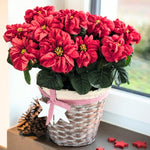 2 Poinsettia Plants Live, Rose Poinsettia Flowers Christmas Decorations, Holiday Houseplant, Poinsettias Trees Plants, No Pot, 5-9" Tall