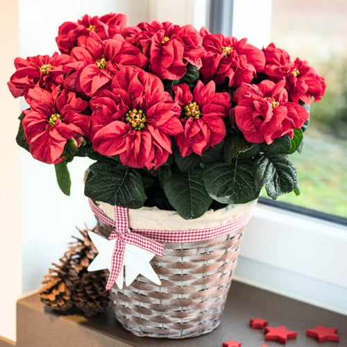 2 Poinsettia Plants Live, Rose Poinsettia Flowers Christmas Decorations, Holiday Houseplant, Poinsettias Trees Plants, No Pot, 5-9" Tall