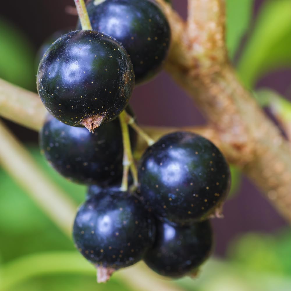 Currant Plant Live, Red Currant Bush Live Plant for Planting, 6 to 8 Inc Tall (Black)