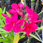 02 Pink Oleander Plants Live, Live Oleander Plant, 5 to 8 Inc Tall, Oleander Live Plant, Shrub Plant Indoor Outdoor
