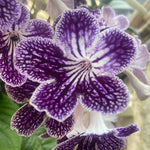 Streptocarpus Live Plant, 5-8" False African Violet Ladyslipper Primose Plant for Spring Planting, Indoor Outdoor Home Décor (Grape)