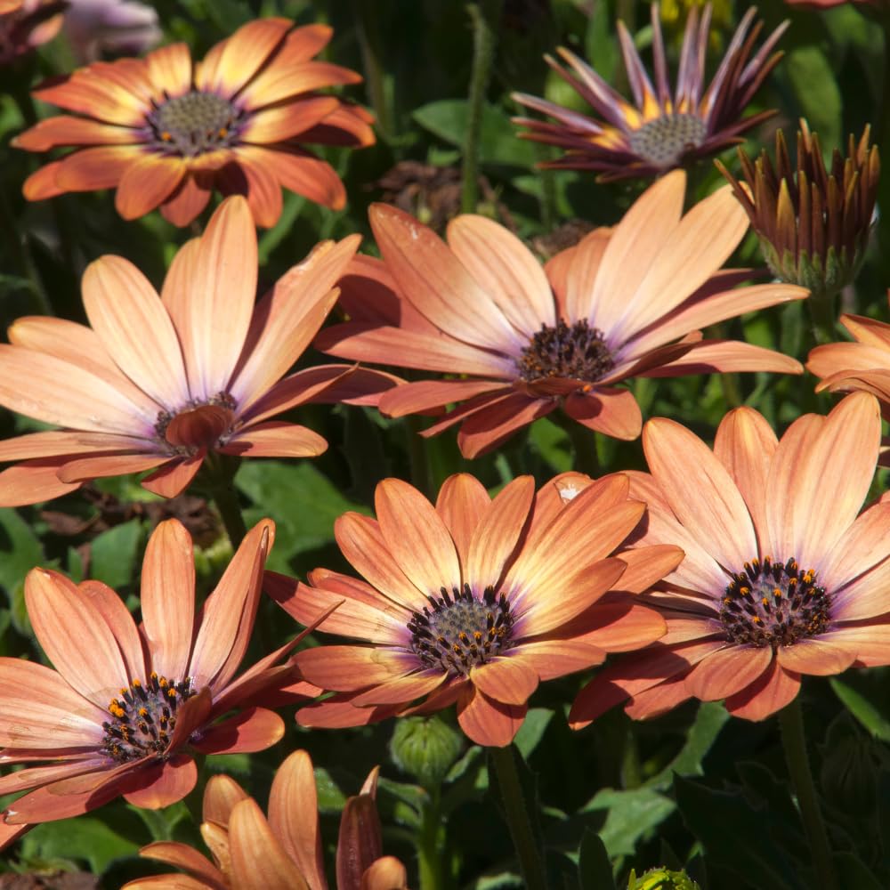 4 Osteospermum Plants, African Daisy Live Plants, 3-5 Inches, Perennial Mix Blooms, Spring to Summer Flowers (Light Orange)