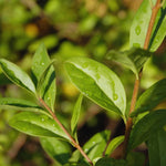 20 Privet Hedge Plants, 1-1.5 Feet Tall Bare Roots Ligustrum Plants, Shrub Plant Tree, Privet Tree Live Plant