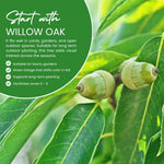Set 2 Willow Oak Tree Live Plants, Live Oak Tree, 12 to 18 Inc Tall, Dormant in Winter, Shade Tree for Outdoor Garden