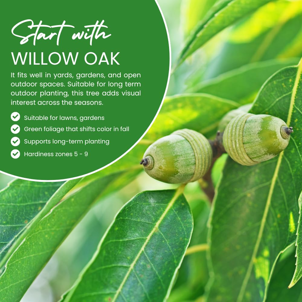 Set 2 Willow Oak Tree Live Plants, Live Oak Tree, 12 to 18 Inc Tall, Dormant in Winter, Shade Tree for Outdoor Garden