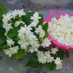 3 Maid of Orleans Sambac Jasmine Live Plants, Jasmine Plant Live, Sambac Jasmine, 4 to 6 Inc Tall, Tea Jasmine Fragrant Plant, Blooming Jasmine Plants