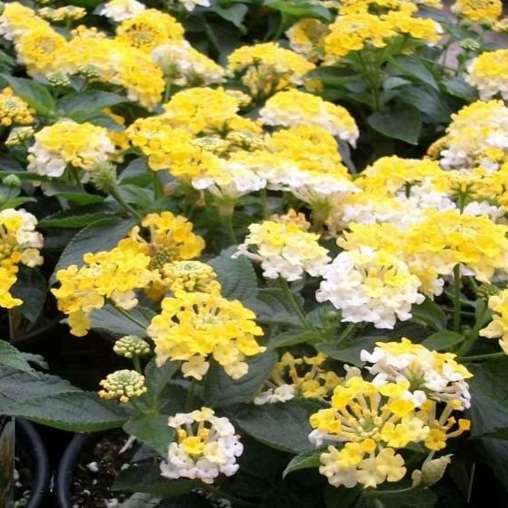 Pack 4 Lantana Plants Live for Planting Indoor Outdoor, 4-8" Tall, Fragrant Lantana Live Plant, Trailing Lantana Flowers Perennial, No Pot (White Yellow Lantana)