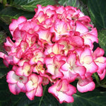 Hydrangea Plant Live, Reblooming Hydrangea Flowers Well-Rooted, Hardy Bush Shrub, 5-9" Tall, Vibrant Shades (Pink White)