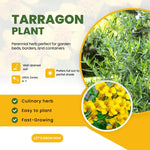 4 Texas Tarragon Live Plants, Perennial Culinary Herb for Outdoor Garden, Raised Beds, Well-Rooted 4-8" Tall