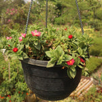 Variegated Ice Plant, Baby Sun Rose Live Plant, Ice Plants, Variegated Foliage for Indoor Outdoor Growing, 4-6 Inches Tall in 4 Inch Pot
