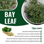 Set of 2 Sweet Bay Laruel Trees Live Plants, Bay Leaf Tree, True Laurus Nobilis Plants from 4 to 6 Inches Tall, Well-Rooted and Cold Hardy