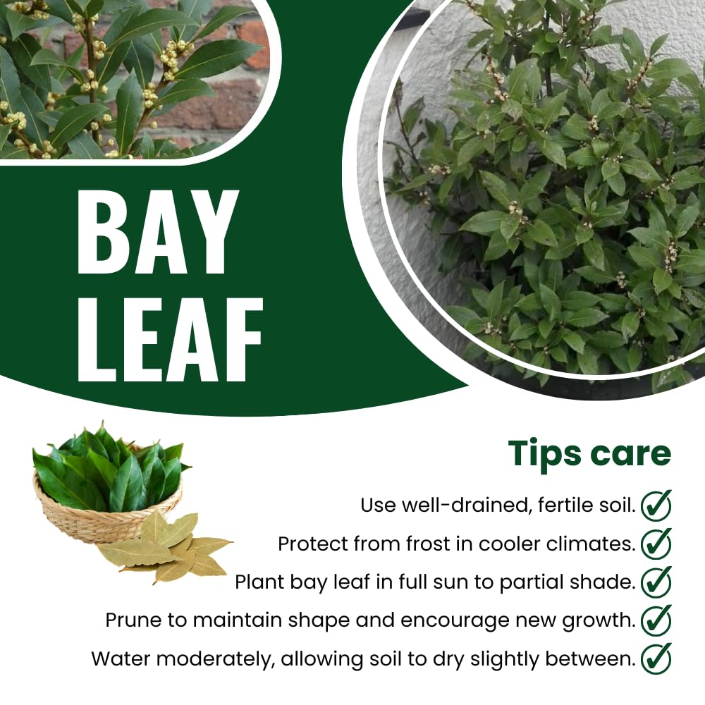 Pack 2 Sweet Bay Laurel Trees, Laurus Nobilis Plants, Bay Leaf Tree Live Plant, 4 to 9 Inches