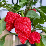Set 6 Hot Pepper Live Plants, 90 Days Old Live Pepper Chili Plant for Spring Planting (Bhut Jolokia Hot)