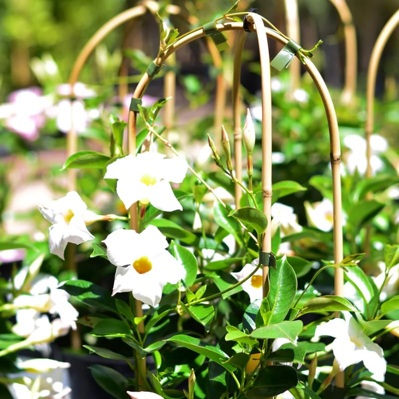 3 White Mandevilla Plants Live, 5-10” Tall Flowering Mandevilla Vines for Trellis, Outdoor Patio, Garden Pots, Trailing Mandevilla Seedlings