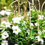 2 White Mandevilla Live Plants, Flowering Mandevilla Plants, 5-9” Tall, Mandevilla Trellis Vines for Outdoor Garden and Containers