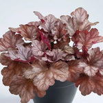Pack 3 Heuchera Plants Live, Coral Bells Plants 4-7” Tall for Shade Gardens, Borders, Pots, Heuchera Perennials Seedlings (Red Grey Heuchera)