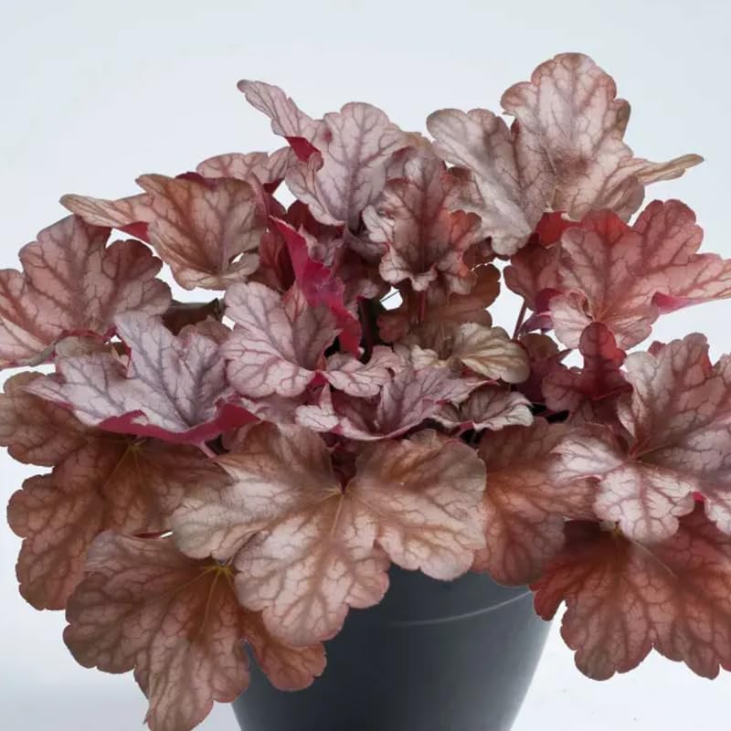 Pack 3 Heuchera Plants Live, Coral Bells Plants 4-7” Tall for Shade Gardens, Borders, Pots, Heuchera Perennials Seedlings (Red Grey Heuchera)