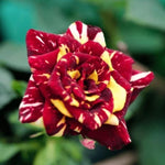 Rose Plant Live, Fragrant Heirloom Flower Bush, 5-10 Inch Tall, Grows as Climbing or Shrub for Outdoor Garden, No Pot (Red Yellow Rose)