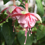 Set 2 Fuchsia Plants Live 2-5 Inches Tall, Colorful Hanging Flower Plants for Patio, Garden and Containers (Light Pink)