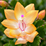 2PPP Yellow Christmas Cactus Live Plant, Holiday Flowering, 3 Inches Pot