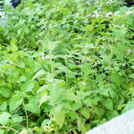 Pack 3 Catnip Plants, Perennial Catnip Plant, 3 to 6 Inch Tall, Herb Starter Plants for Outdoor Indoor Garden