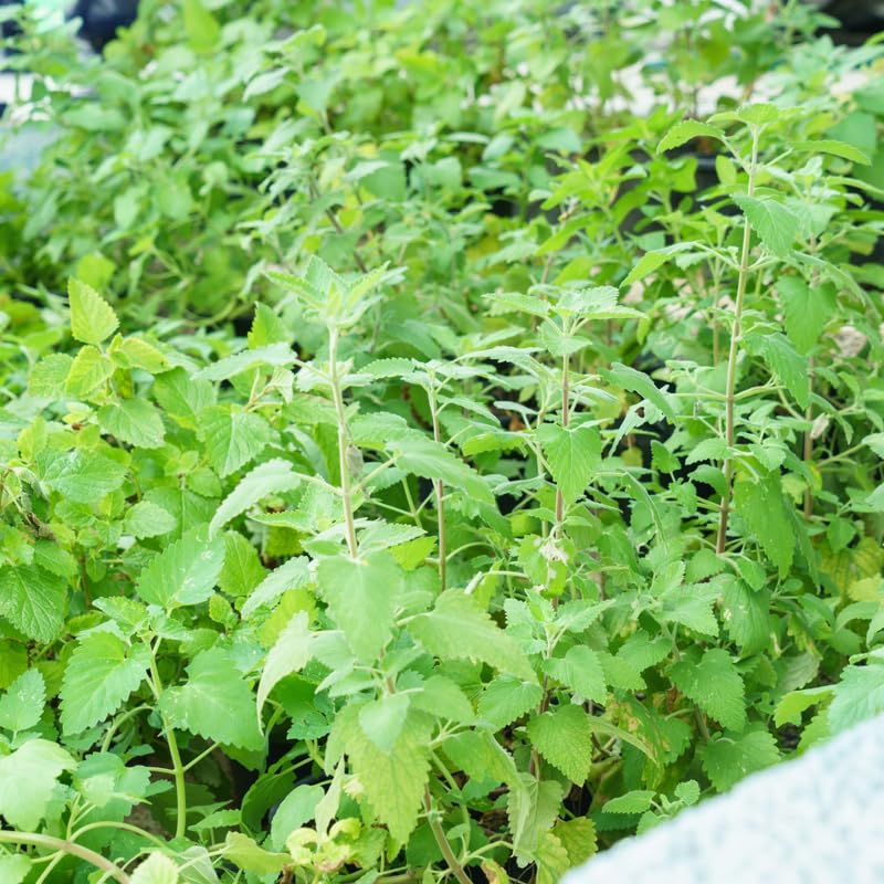 Pack 3 Catnip Plants, Perennial Catnip Plant, 3 to 6 Inch Tall, Herb Starter Plants for Outdoor Indoor Garden