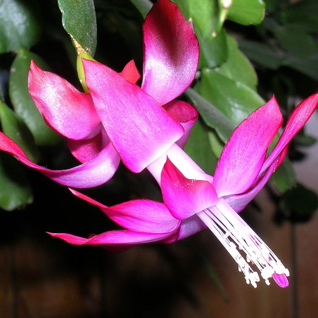 Thanksgiving Cactus Live Plant Ready to Bloom, Holiday Christmas Cactus Plants Live 5-8" Tall, No Pot, Winter Bloom, Indoor Planting, Ready to Blooms (Pink)