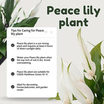Peace Lily Live Plant, Indoor Flowering Plants 4-8 Inches, Office and Home Decoration - Variegated Peace Lily