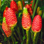 Awapuhi Shampoo Ginger Plant Live, Zingiber Zerumbet, 5-9" Tall Well-Rooted for Tropical Gardens, Pinecone Blooms