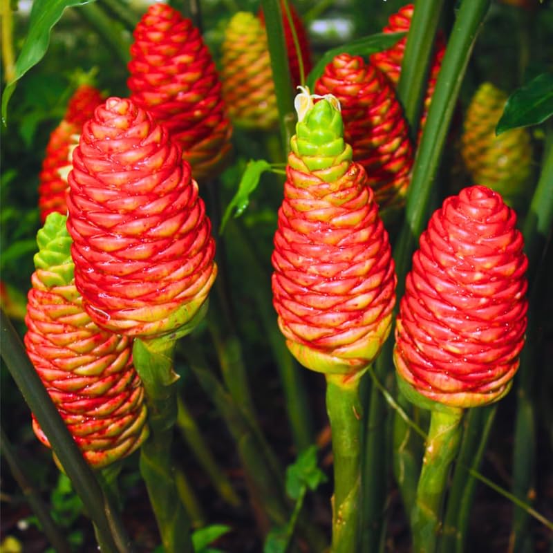 2 Shampoo Ginger Live Plants, Awapuhi Pinecone Ginger Plants, 5-9" Height for Outdoor Landscaping, Red Flowers, No Pot