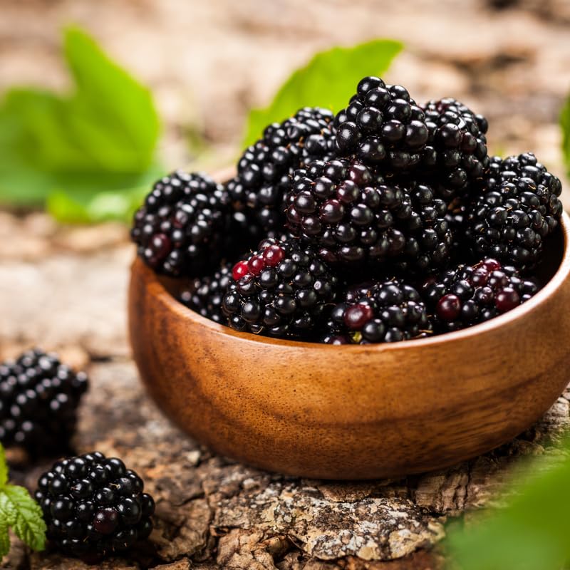 2 Thornless BlackBerry Plants Live for Planting, Sweet BlackBerry Bushes Trees, 5 to 8 Inches Tall, Blackberries Fruit Trees (Ouachita BlackBerry)