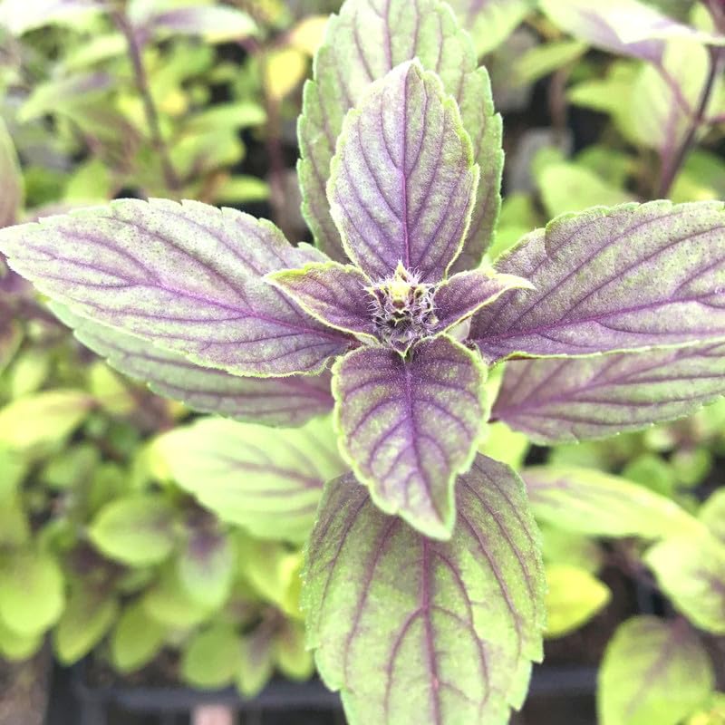 4 Live Basil Plants, African Blue Basil Plant Live, Basil Live Plant, 3 to 6 Inches Tall, Basil Herb Plant, African Basil Plant, Basil Plant for Indoor Outdoor