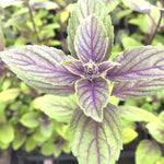 4 African Blue Basil Plants Live, Live Basil Plant, 3 to 7 Inches Tall, Basil Live Plant, Basil Herb Plant, Basil Plant for Indoor