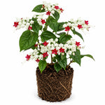 White Bleeding Heart Live Plant, 6-8 Inch Clerodendrum Live Plant, Clerodendrum Bleeding Heart Vine - Perennial Flower, Well Rooted Starter Plant