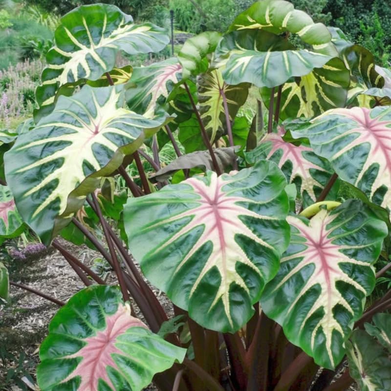 Pink Green Colocasia Live Plant, 5 to 8" in Tall, Taro Elephant Ear Alocasia Esculenta Live Plant for Planting, Live Colocasia Houseplant